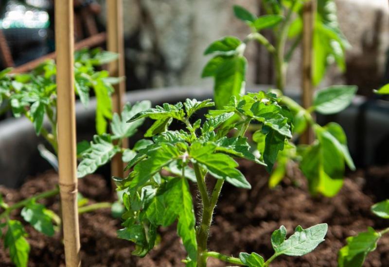 10 jednostavnih savjeta za uspješan uzgoj rajčice na balkonu
